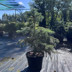 Eglė dygioji (Picea pungens)