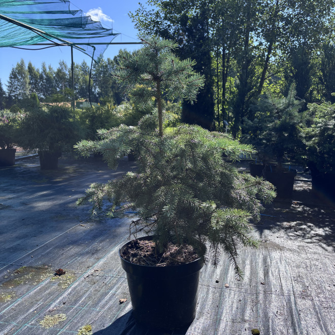 Eglė dygioji (Picea pungens)