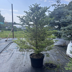 Kėnis korėjinis (Abies koreana)
