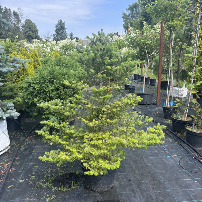 Kėnis korėjinis (Abies koreana)