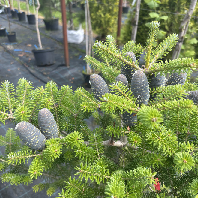 Kėnis korėjinis (Abies koreana)