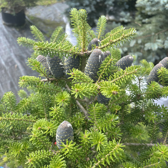 Kėnis korėjinis (Abies koreana)