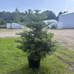 Kėnis korėjinis (Abies koreana)