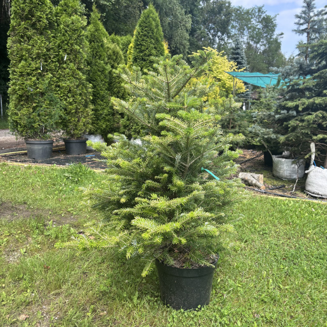 Kėnis korėjinis (Abies koreana)