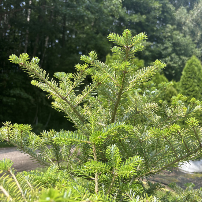Kėnis korėjinis (Abies koreana)