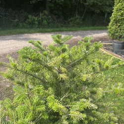 Kėnis korėjinis (Abies koreana)