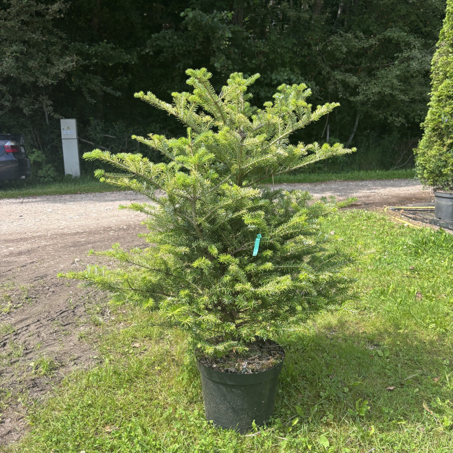 Kėnis korėjinis (Abies koreana)