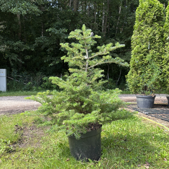Kėnis korėjinis (Abies koreana)