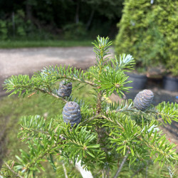 Kėnis korėjinis (Abies koreana)