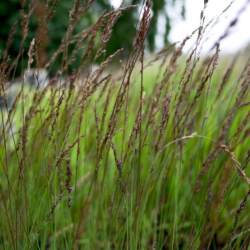 Melvenė (Molinia)  'Moorhexe'