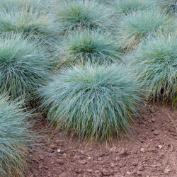 Eraičinas melsvasis  (Festuca glauca)  'Elijah Blue'