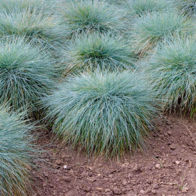 Eraičinas melsvasis  (Festuca glauca)  'Elijah Blue'