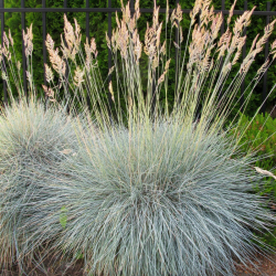Eraičinas melsvasis  (Festuca glauca)  'Elijah Blue'