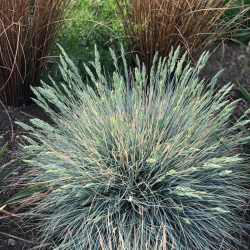 Eraičinas melsvasis  (Festuca glauca)  'Elijah Blue'