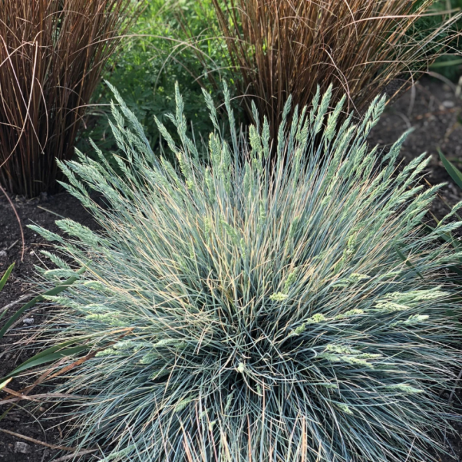 Eraičinas melsvasis  (Festuca glauca)  'Elijah Blue'