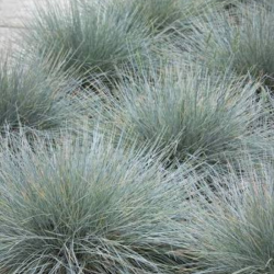 Eraičinas melsvasis  (Festuca glauca)  'Elijah Blue'