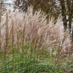 Miskantas kininis (Miscanthus sinensis) 'Abundance'