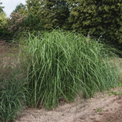 Miskantas kininis (Miscanthus sinensis) 'Abundance'
