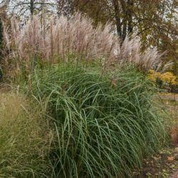 Miskantas kininis (Miscanthus sinensis) 'Abundance'