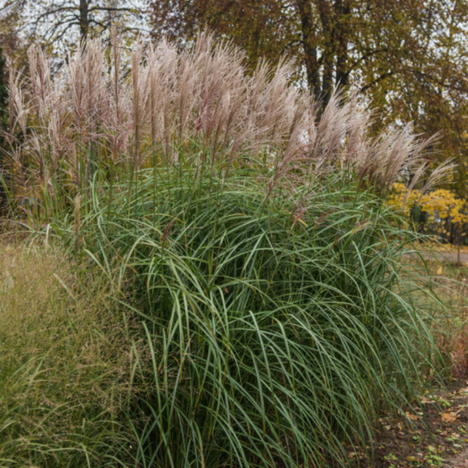 Miskantas kininis (Miscanthus sinensis) 'Abundance'