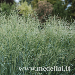 Sora rykštėtoji (Panicum virgatum) 'Prairie Sky'