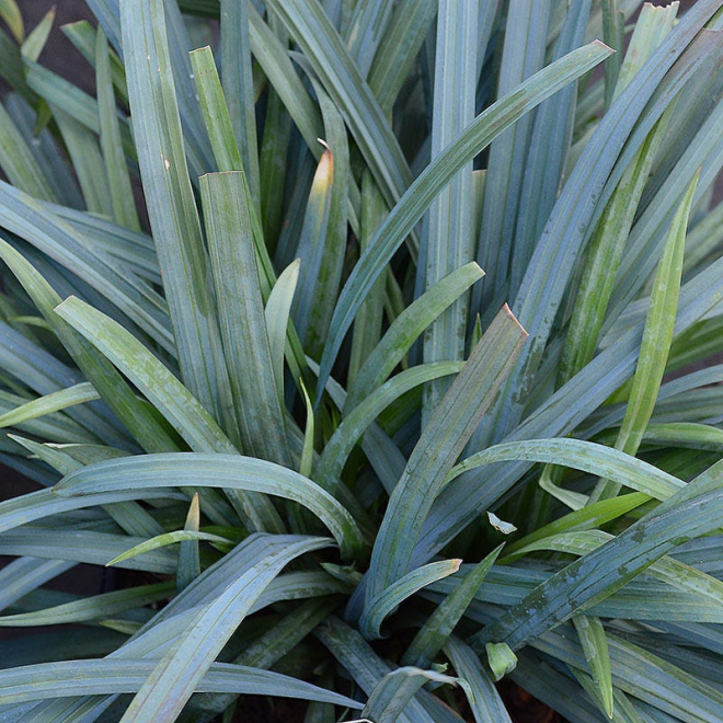 Viksva (Carex laxiculmis)  'Bunny Blue'
