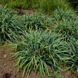 Viksva (Carex laxiculmis)  'Bunny Blue'