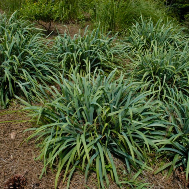 Viksva (Carex laxiculmis)  'Bunny Blue'