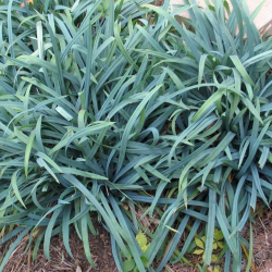 Viksva (Carex laxiculmis)  'Bunny Blue'
