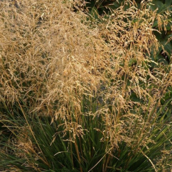 Šluotsmilgė kupstinė (Deschampsia caespitosa) 'Palava' švelnūs pūkuoti žiedynai