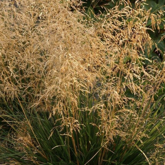 Šluotsmilgė kupstinė (Deschampsia caespitosa) 'Palava' švelnūs pūkuoti žiedynai