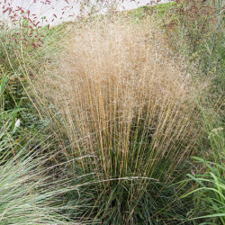 Šluotsmilgė kupstinė (Deschampsia caespitosa) 'Palava' švelnūs pūkuoti žiedynai