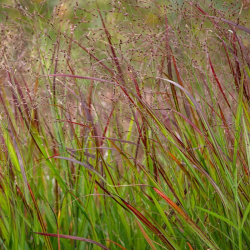 Sora rykštėtoji  (Panicum virgatum) 'Shenandoah'