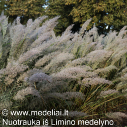 Lendrūnas korėjinis (Calamagrostis brachytricha)