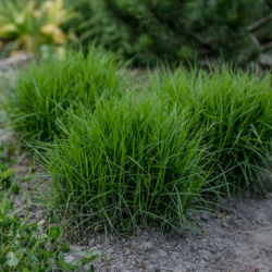 Viksva (Carex muskingumensis) 'Little Midge' maži žolės kupsteliai