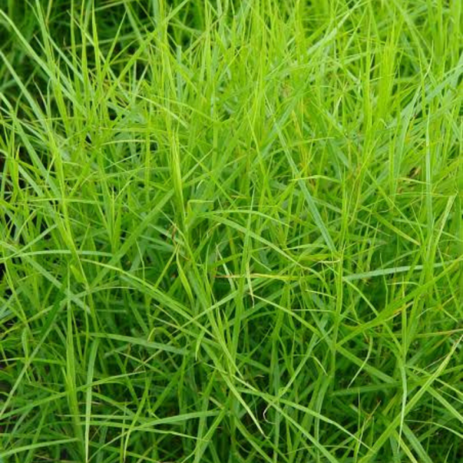Viksva (Carex muskingumensis) 'Little Midge' maži žolės kupsteliai