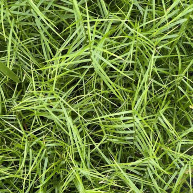 Viksva (Carex muskingumensis) 'Little Midge' maži žolės kupsteliai