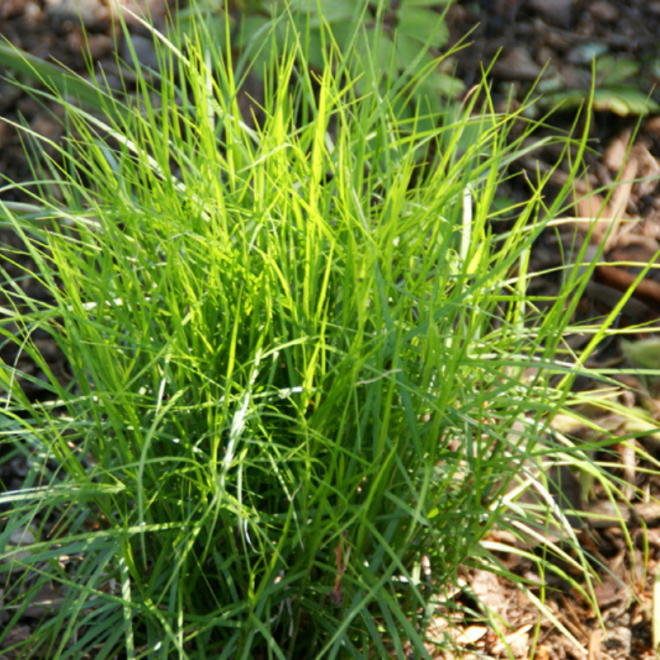 Viksva (Carex muskingumensis) 'Little Midge' maži žolės kupsteliai