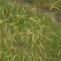 Šluotsmilgė kupstinė (Deschampsia caespitosa) 'Goldschleier'