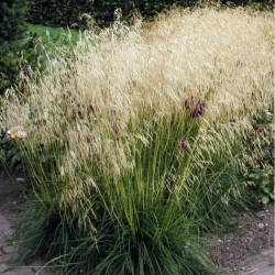 Šluotsmilgė kupstinė (Deschampsia caespitosa) 'Goldschleier'