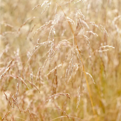 Šluotsmilgė kupstinė (Deschampsia caespitosa) 'Goldschleier'