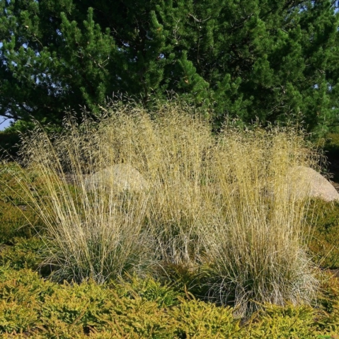 Šluotsmilgė kupstinė (Deschampsia caespitosa) 'Goldschleier'