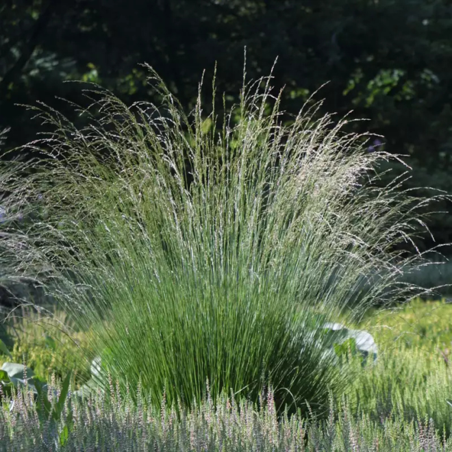 Šluotsmilgė kupstinė (Deschampsia caespitosa) 'Goldschleier'