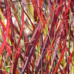 Sora rykštėtoji  (Panicum virgatum) 'Sangria' raudoni lapų galiukai