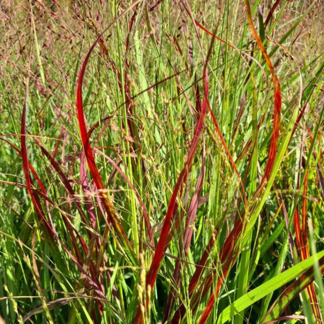 Sora rykštėtoji  (Panicum virgatum) 'Sangria' raudoni lapų galiukai