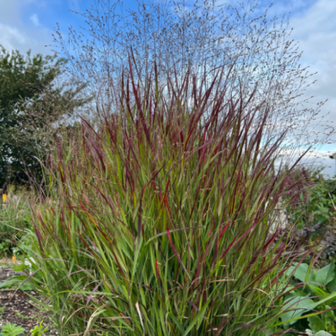 Sora rykštėtoji  (Panicum virgatum) 'Sangria' raudoni lapų galiukai