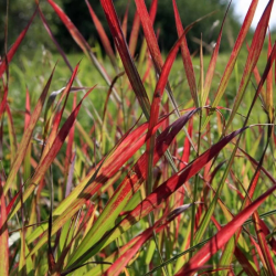 Sora rykštėtoji  (Panicum virgatum) 'Sangria' raudoni lapų galiukai