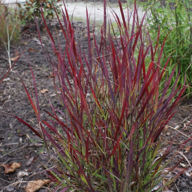 Sora rykštėtoji  (Panicum virgatum) 'Sangria' raudoni lapų galiukai
