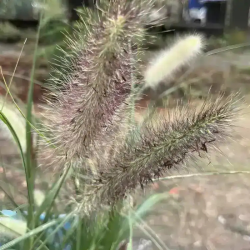 Soruolė (Pennisetum alopecuroides) 'National Arboretum'