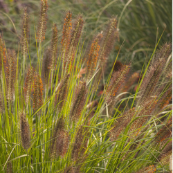 Soruolė (Pennisetum alopecuroides) 'National Arboretum'